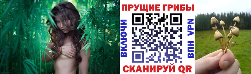 магазин Горбатов Галлюциногенные грибы ЛСД